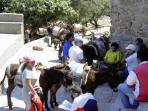 Akropolis von Lindos: Endstation f�r die Esel-"Taxis"