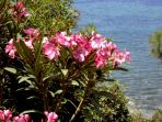 Bucht von Panormitis: Oleander-B�sche gedeihen auch in Symis karger Vegetation