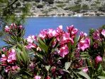 Bucht von Panormitis: Oleander-B�sche gedeihen auch in Symis karger Vegetation
