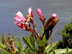 Bucht von Panormitis: Oleander-B�sche gedeihen auch in Symis karger Vegetation