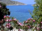 Oleander-B�sche auf Symi, im Hintergrund die Einfahrt zur Bucht von Panormitis